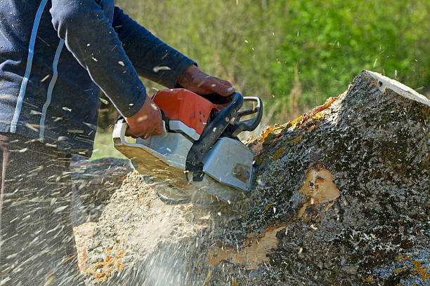 How Our Tree Care Process Works  in  Elk Creek, KY